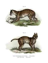 Ocelot, 1860